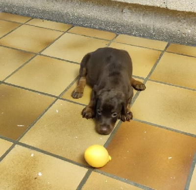 Les chiots de Dobermann