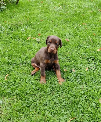 Les chiots de Dobermann