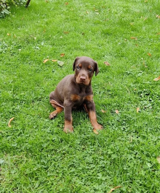 CHIOT - Dobermann