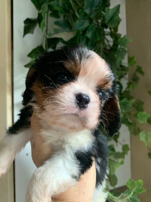 Les chiots de Cavalier King Charles Spaniel