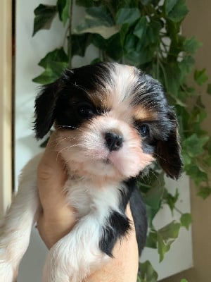 CHIOT - Cavalier King Charles Spaniel