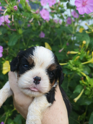 Les chiots de Cavalier King Charles Spaniel