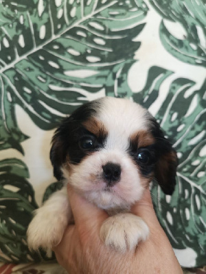 Les chiots de Cavalier King Charles Spaniel