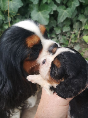 Les chiots de Cavalier King Charles Spaniel