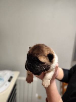 CHIOT - Akita americain