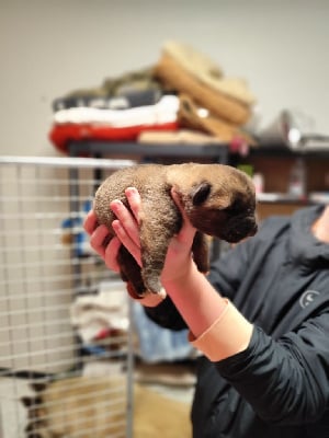 Les chiots de Akita americain