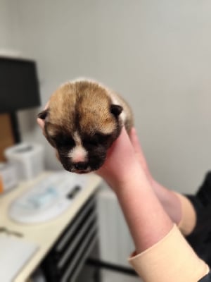 Les chiots de Akita americain