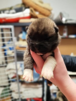 Les chiots de Akita americain