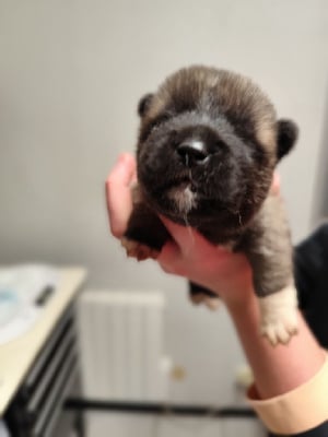 Les chiots de Akita americain