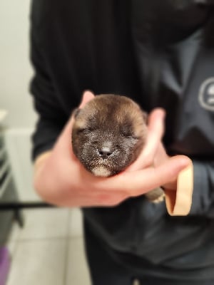 Les chiots de Akita americain