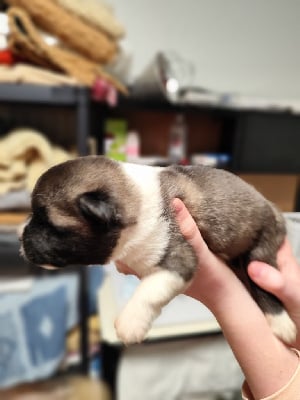 Les chiots de Akita americain