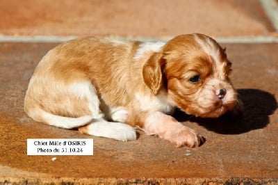 Les chiots de Cavalier King Charles Spaniel