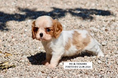 Les chiots de Cavalier King Charles Spaniel