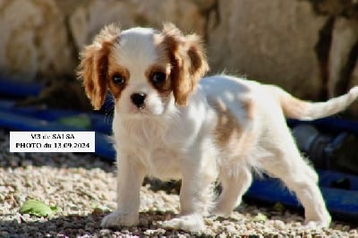 Les chiots de Cavalier King Charles Spaniel