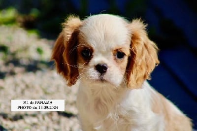 Les chiots de Cavalier King Charles Spaniel