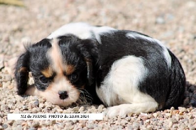 Les chiots de Cavalier King Charles Spaniel