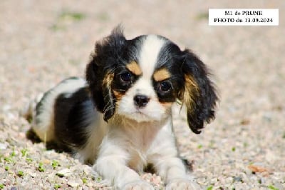 Les chiots de Cavalier King Charles Spaniel