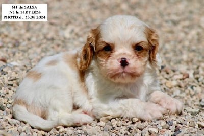 Les chiots de Cavalier King Charles Spaniel