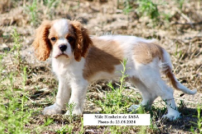 Les chiots de Cavalier King Charles Spaniel