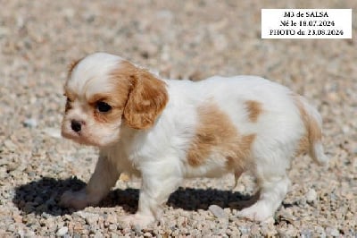 Les chiots de Cavalier King Charles Spaniel