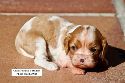 Les chiots de Cavalier King Charles Spaniel