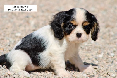 Les chiots de Cavalier King Charles Spaniel