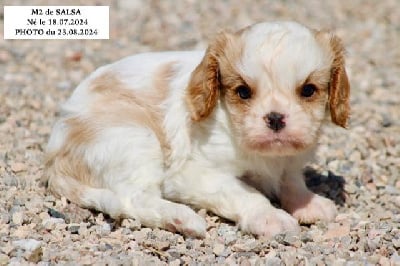 Les chiots de Cavalier King Charles Spaniel