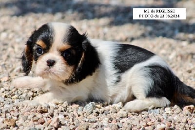 Les chiots de Cavalier King Charles Spaniel