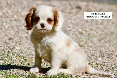 Les chiots de Cavalier King Charles Spaniel