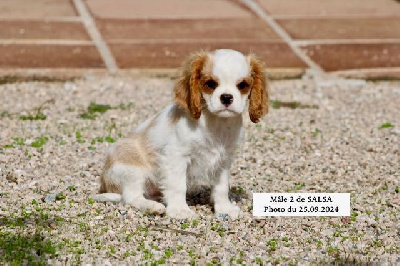 Les chiots de Cavalier King Charles Spaniel