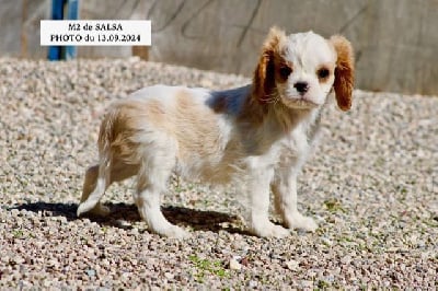 Les chiots de Cavalier King Charles Spaniel