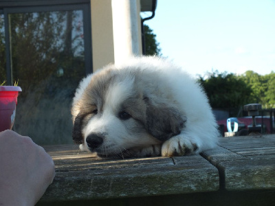 Les chiots de Chien de Montagne des Pyrenees