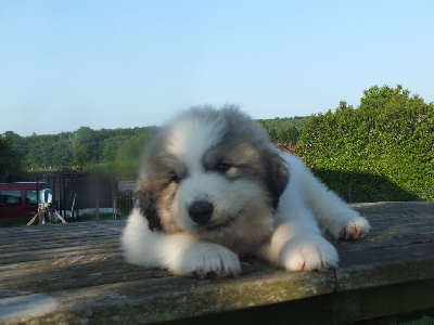 Les chiots de Chien de Montagne des Pyrenees