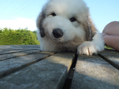 Les chiots de Chien de Montagne des Pyrenees