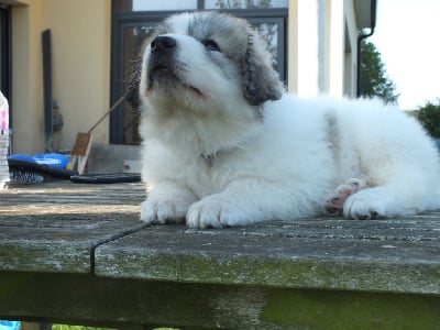 male noir - Chien de Montagne des Pyrenees