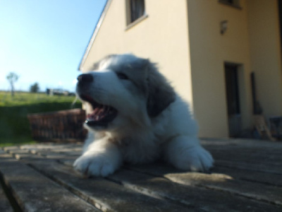 Les chiots de Chien de Montagne des Pyrenees