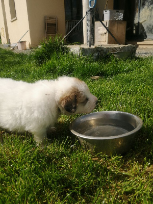 Les chiots de Chien de Montagne des Pyrenees