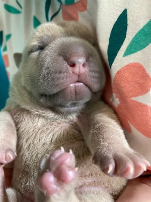 Les chiots de Shar Pei