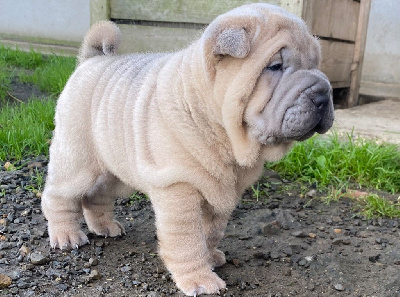 Les chiots de Shar Pei