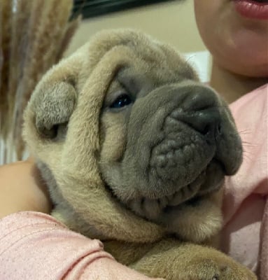 Les chiots de Shar Pei