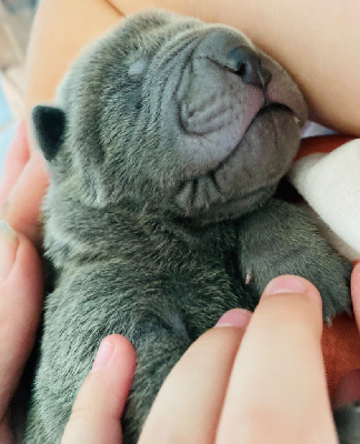 Les chiots de Shar Pei