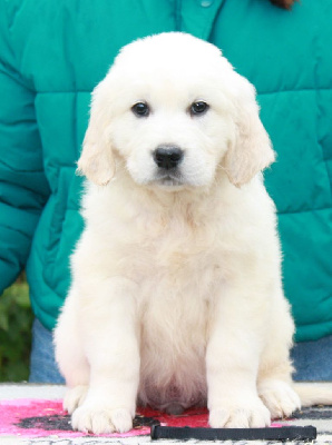 Les chiots de Golden Retriever