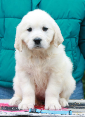 Les chiots de Golden Retriever