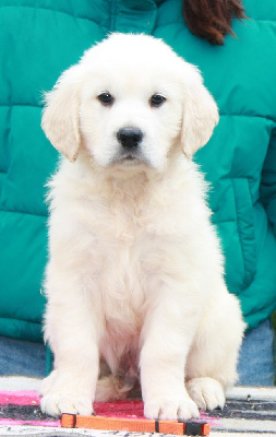 Les chiots de Golden Retriever