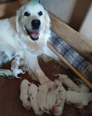 Les chiots de Golden Retriever