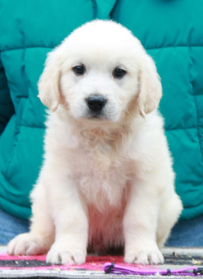 Les chiots de Golden Retriever