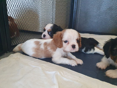 Les chiots de Cavalier King Charles Spaniel