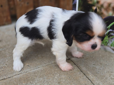 Les chiots de Cavalier King Charles Spaniel