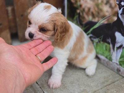 Les chiots de Cavalier King Charles Spaniel