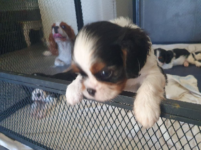 Les chiots de Cavalier King Charles Spaniel